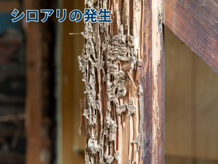 シロアリの発生
